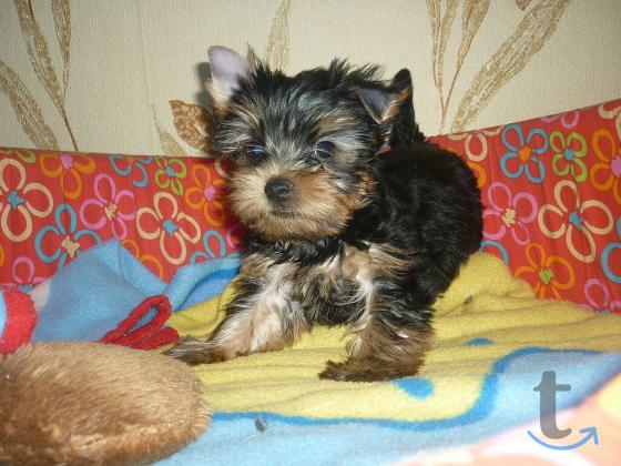 Объявление: йоркширские терьеры в Екатеринбурге