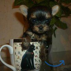 Объявление: йоркширские терьеры в Екатеринбурге