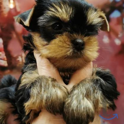 Объявление: йоркширские терьеры в Екатеринбурге