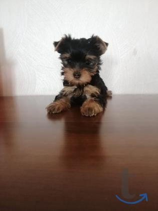 Объявление: йоркширские терьеры в Екатеринбурге