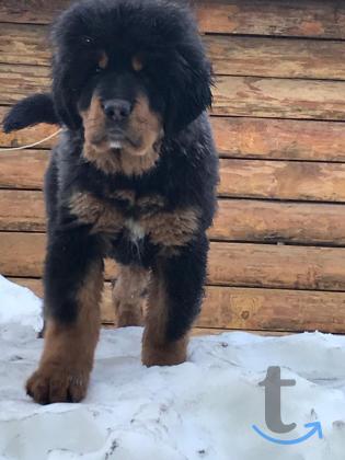 Объявление: Щенки тибетского мастифа от Ирлайн-дог в Екатеринбурге