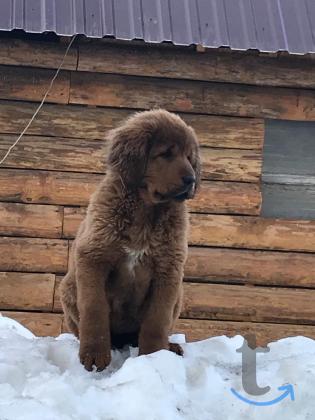 Объявление: Щенки тибетского мастифа от Ирлайн-дог в Екатеринбурге