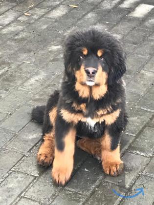 Объявление: Щенки тибетского мастифа от Ирлайн-дог в Екатеринбурге