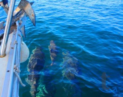 Объявление: Морская прогулка в Адлере к дельфинам в Сочи