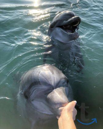 Объявление: Морская прогулка в Адлере к дельфинам в Сочи