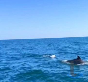 Объявление: Морская прогулка в Адлере к дельфинам в Сочи