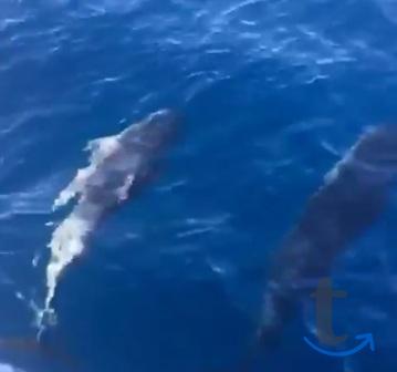 Объявление: Морская прогулка в Адлере к дельфинам в Сочи