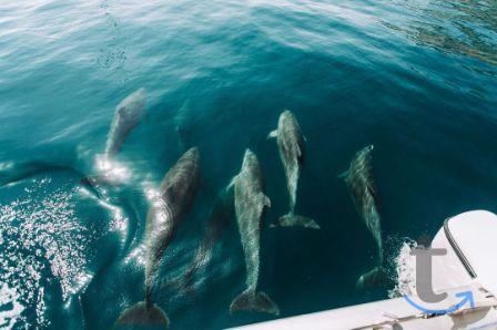 Объявление: Морская прогулка в Адлере к дельфинам в Сочи