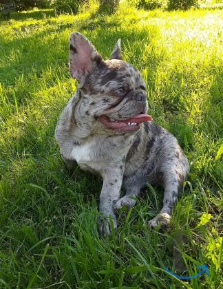 Объявление: Девочка французского бульдога в Москве