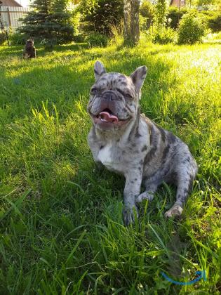 Объявление: Девочка французского бульдога в Москве