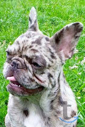 Объявление: Девочка французского бульдога в Москве