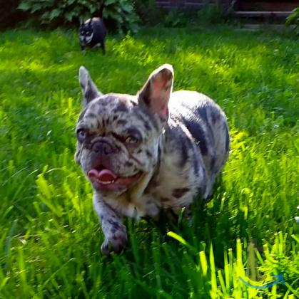 Объявление: Девочка французского бульдога в Москве