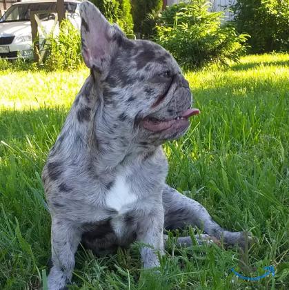 Объявление: Девочка французского бульдога в Москве