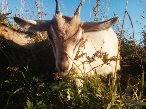Молодые козы и козёл, Альпийско-Русской породы. в Вельске