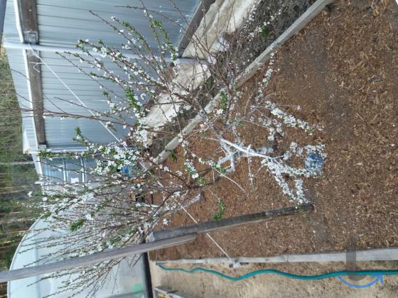 Дача , 20 м2 в Сысерти