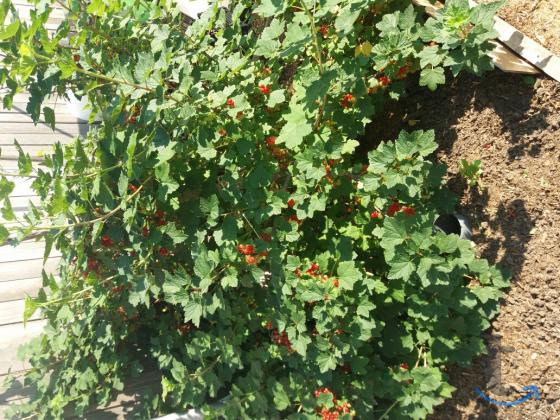 Дача , 20 м2 в Сысерти