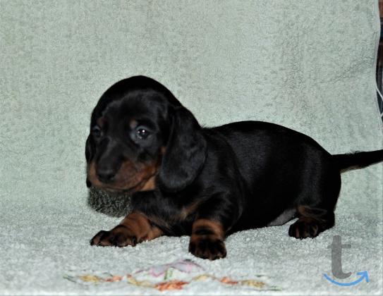 Объявление: Щенки таксы стандартной. РКФ в Иваново