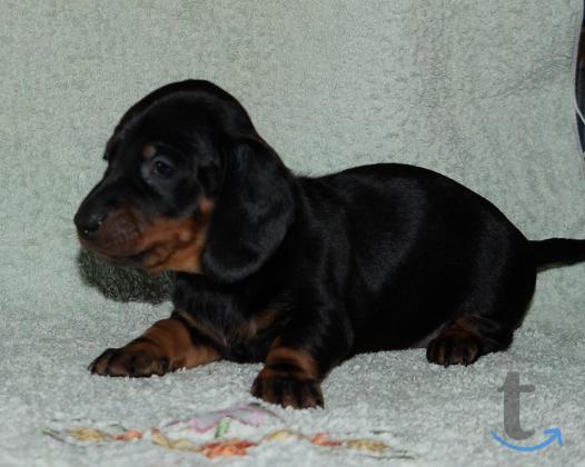 Объявление: Щенки таксы стандартной. РКФ в Иваново