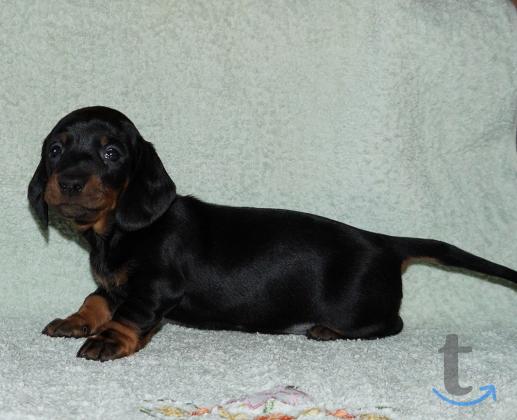 Объявление: Щенки таксы стандартной. РКФ в Иваново