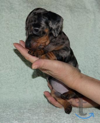 Объявление: Щенки таксы стандартной. РКФ в Иваново