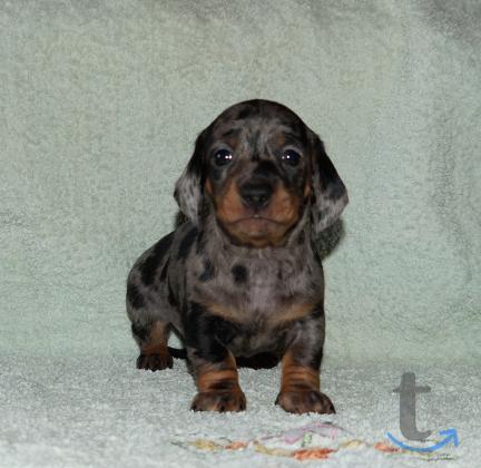 Объявление: Щенки таксы стандартной. РКФ в Иваново