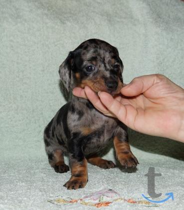 Объявление: Щенки таксы стандартной. РКФ в Иваново