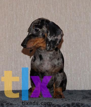 Объявление: Щенки таксы стандартной . РКФ в Москве