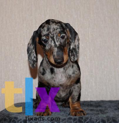 Объявление: Щенки таксы стандартной . РКФ в Москве