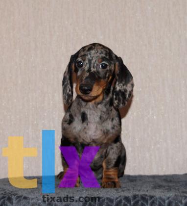 Объявление: Щенки таксы стандартной . РКФ в Москве