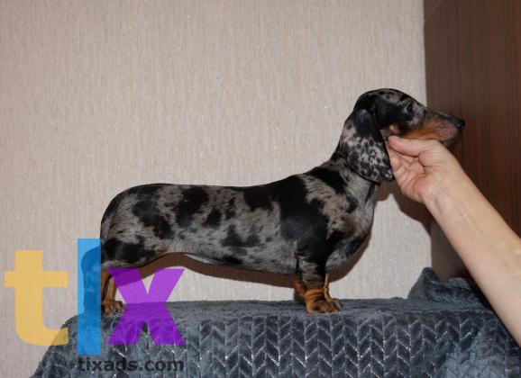 Объявление: Щенки таксы стандартной . РКФ в Москве