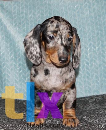 Объявление: Щенки таксы стандартной. РКФ в 