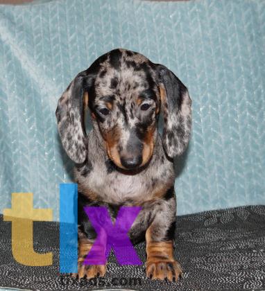 Объявление: Щенки таксы стандартной. РКФ в 