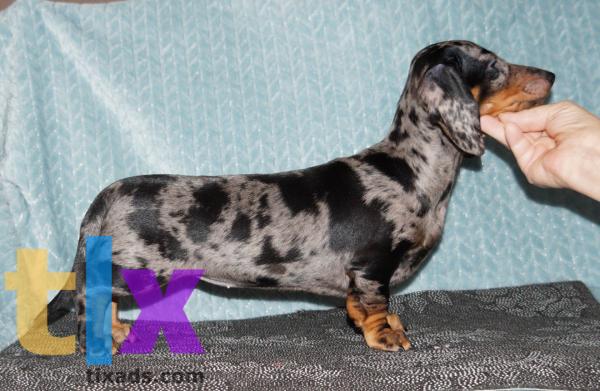 Объявление: Щенки таксы стандартной. РКФ в 