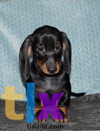 Объявление: Щенки таксы стандартной. РКФ в 