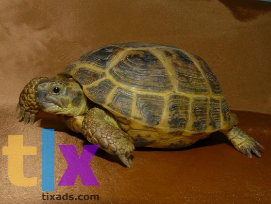 Черепаха сухопутная среднеазиатская в Москве