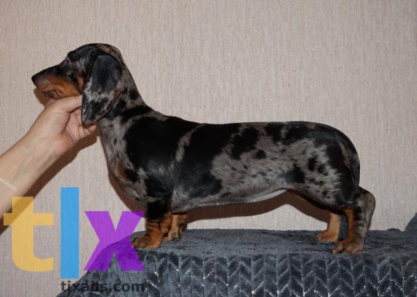 Объявление: Щенки таксы стандартной . РКФ в Москве