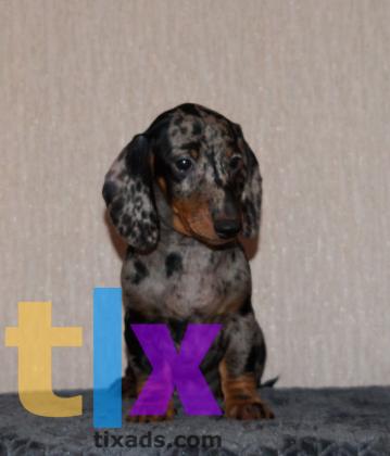 Объявление: Щенки таксы стандартной . РКФ в Москве