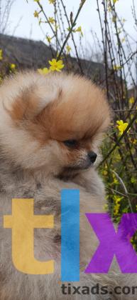 Объявление: Шпиц мальчик в Краснодаре