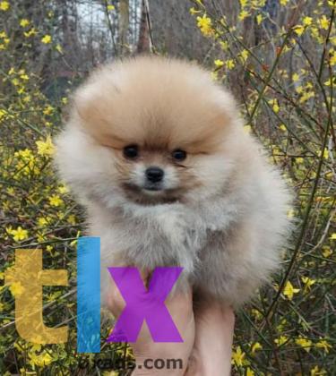 Объявление: Шпиц мальчик в Краснодаре