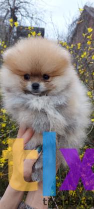 Объявление: Шпиц мальчик в Краснодаре