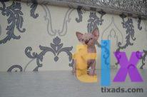 Комната в 1 -к. квартире в аренду, 60 м2, 1 /5 эт. в Челябинске