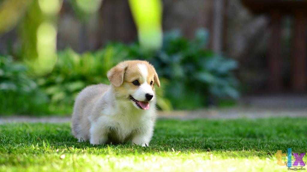 Объявление: Вельш Корги Пемброк в Воронеже