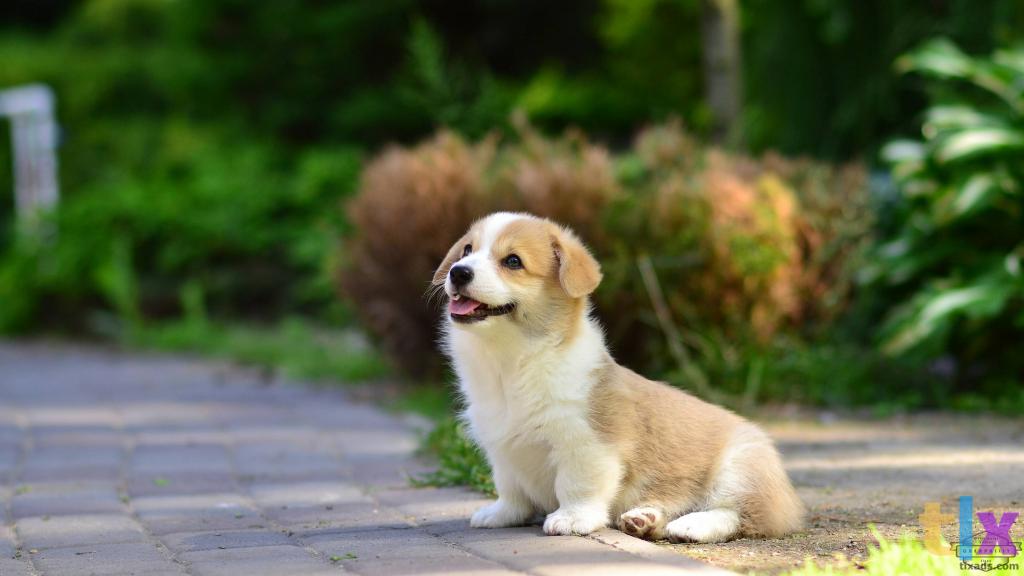 Объявление: Вельш Корги Пемброк в Воронеже