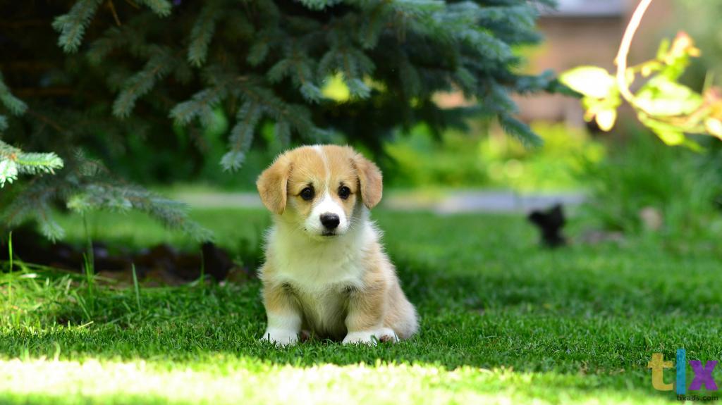 Объявление: Вельш Корги Пемброк в Воронеже