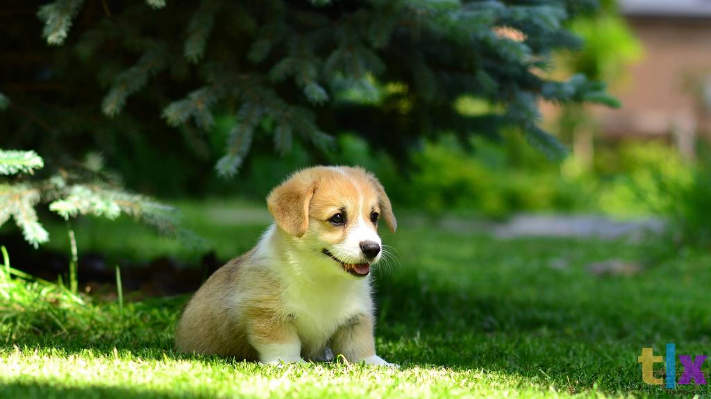 Объявление: Вельш Корги Пемброк в Воронеже