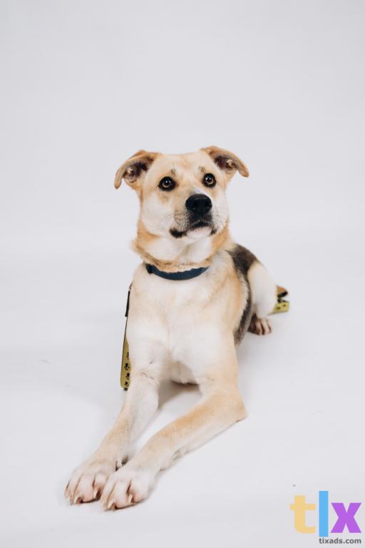 Объявление: Алёнка ищет дом! в Москве