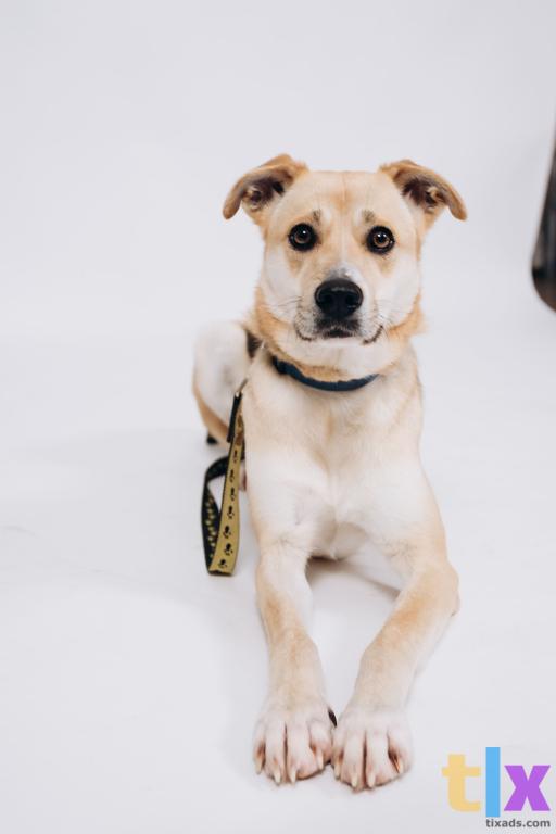 Объявление: Алёнка ищет дом! в Москве