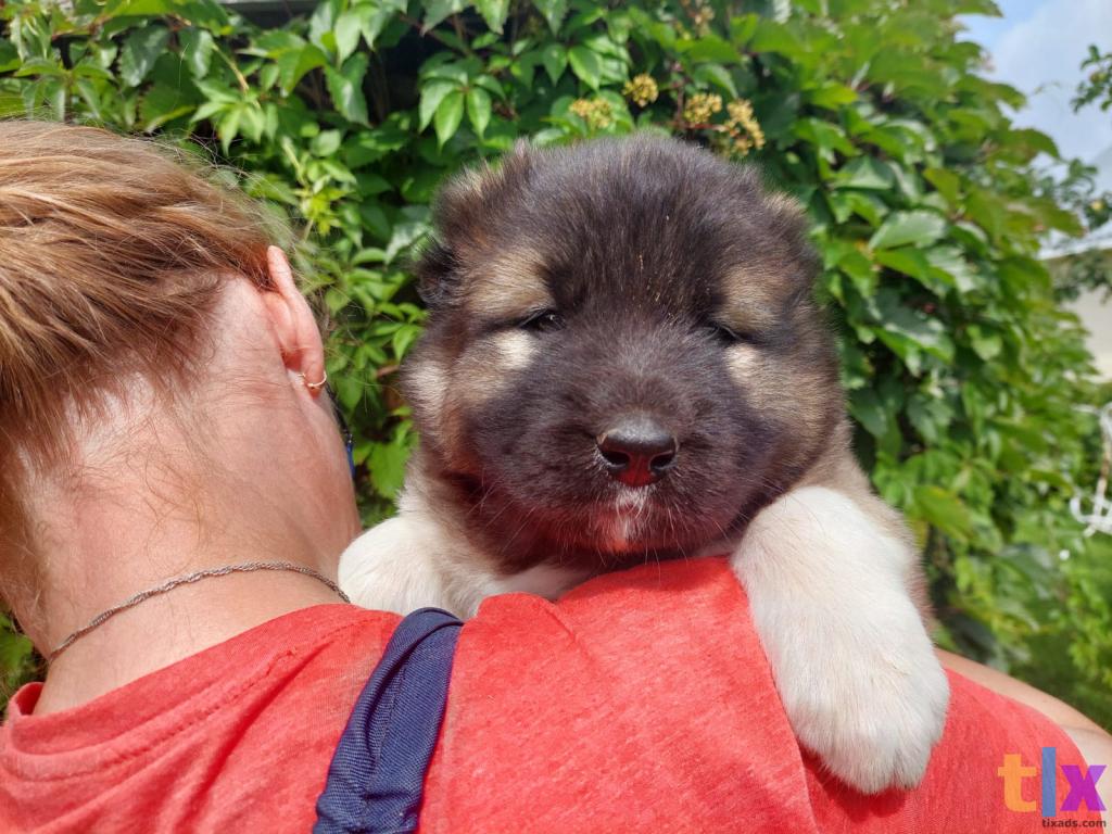 Объявление: щенки кавказской овчарки в Иваново