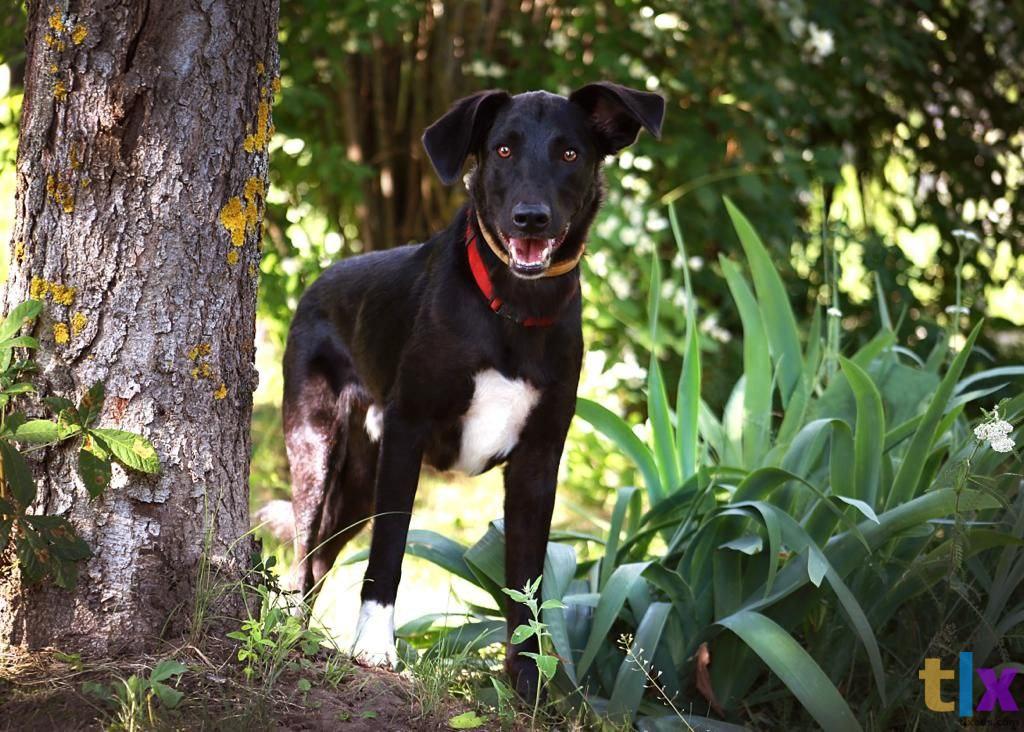 Объявление: Чаплин ищет дом! в Москве