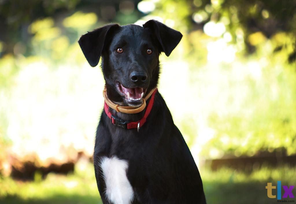 Объявление: Чаплин ищет дом! в Москве